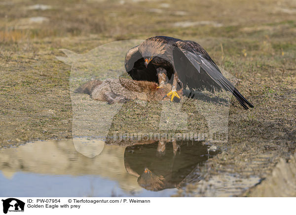 Steinadler mit Beute / Golden Eagle with prey / PW-07954