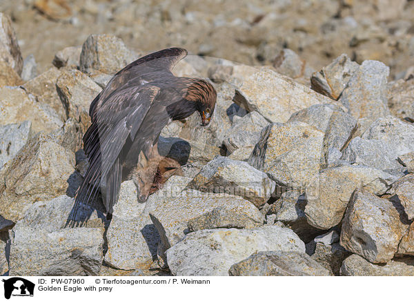 Steinadler mit Beute / Golden Eagle with prey / PW-07960