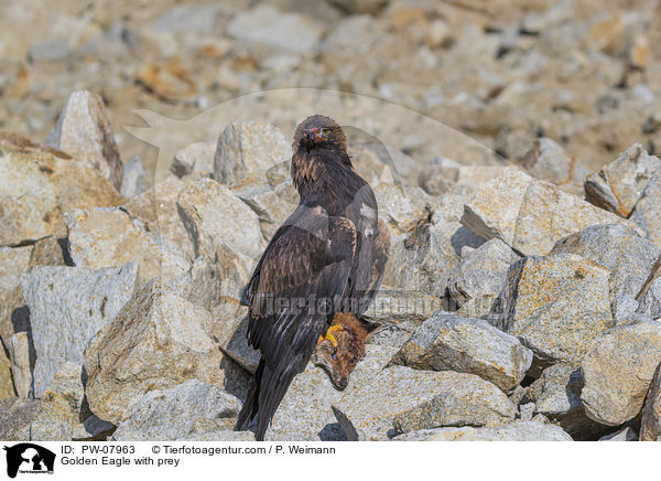 Golden Eagle with prey / PW-07963