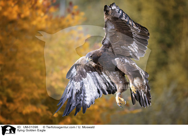 flying Golden Eagle / UM-01096