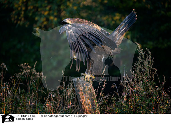 Steinadler / golden eagle / HSP-01433