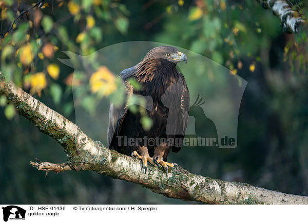 golden eagle / HSP-01436