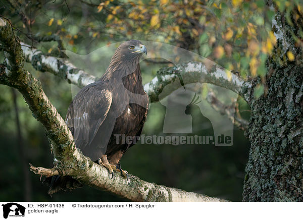Steinadler / golden eagle / HSP-01438