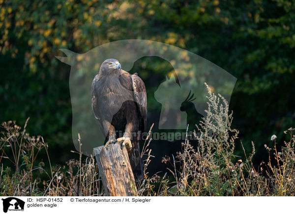 Steinadler / golden eagle / HSP-01452