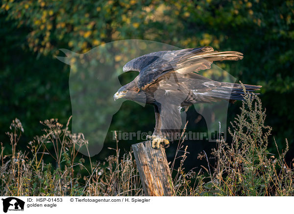 Steinadler / golden eagle / HSP-01453