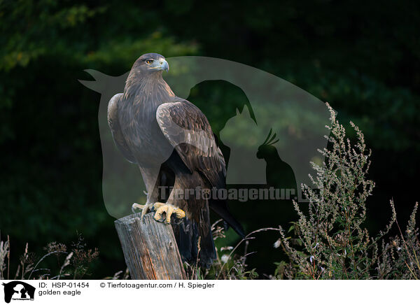 Steinadler / golden eagle / HSP-01454