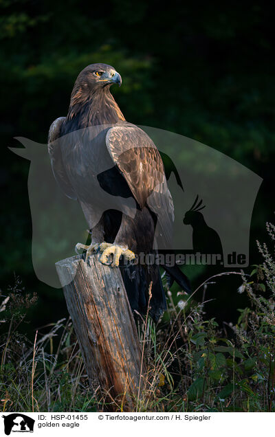 Steinadler / golden eagle / HSP-01455