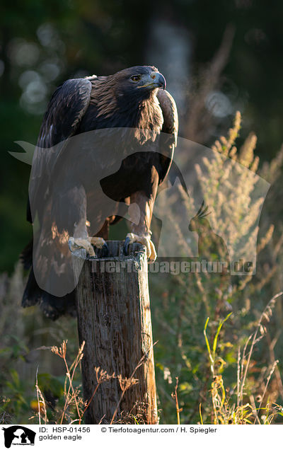 Steinadler / golden eagle / HSP-01456