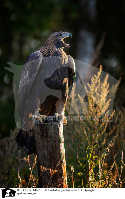 Steinadler / golden eagle / HSP-01457