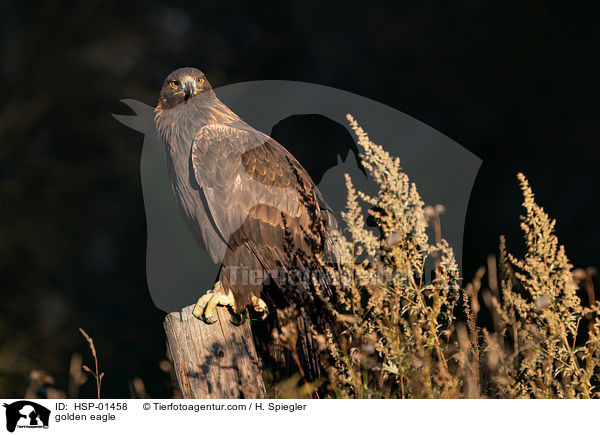Steinadler / golden eagle / HSP-01458