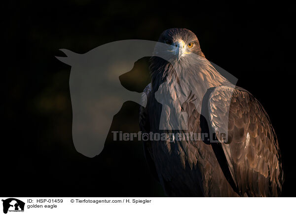 golden eagle / HSP-01459