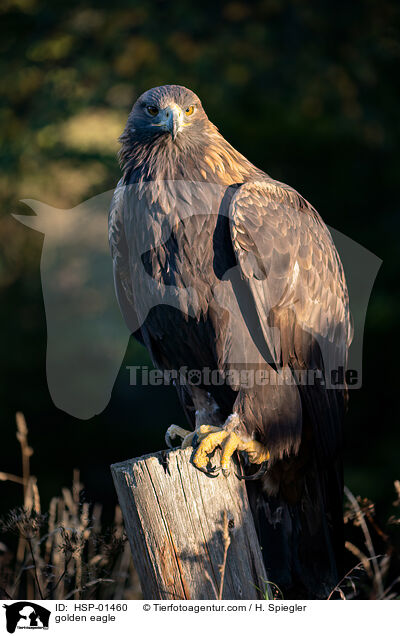 Steinadler / golden eagle / HSP-01460
