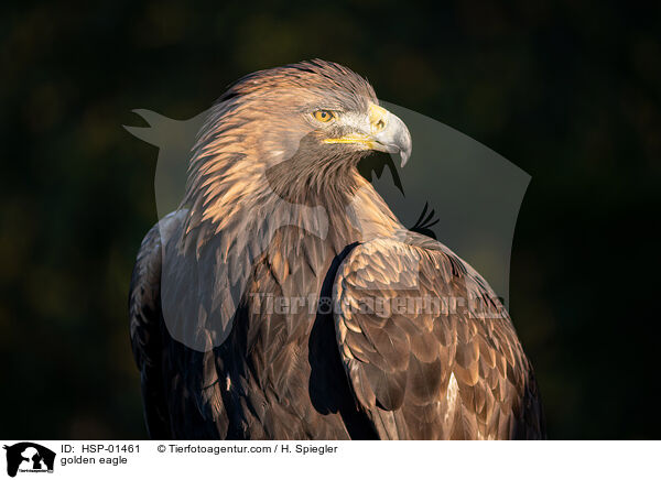 golden eagle / HSP-01461