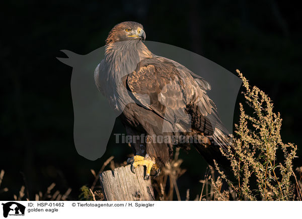 golden eagle / HSP-01462