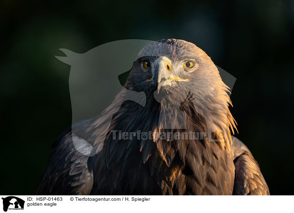 Steinadler / golden eagle / HSP-01463