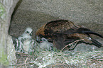 Golden Eagle with chicks