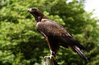 golden eagle