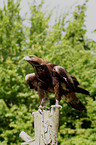 golden eagle