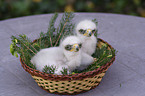 golden eagle fledglings