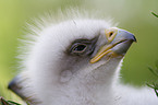 golden eagle fledgling