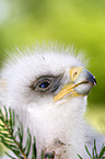 golden eagle fledgling