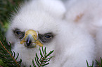 golden eagle fledgling