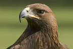 golden eagle