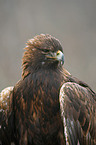 golden eagle