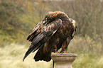 golden eagle