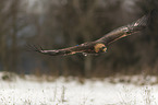 flying golden eagle