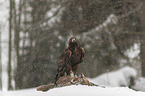 golden eagle with dead red fox