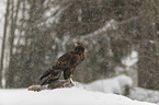 golden eagle with dead red fox