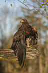 sitting Golden Eagle