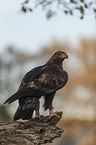 sitting Golden Eagle