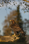 sitting Golden Eagle