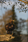sitting Golden Eagle