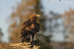 sitting Golden Eagle