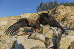 Golden Eagle with prey