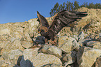 Golden Eagle with prey