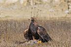 Golden Eagle with prey