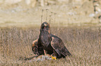 Golden Eagle with prey