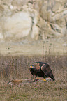 Golden Eagle with prey