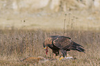 Golden Eagle with prey