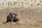 Golden Eagle with prey