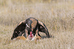 Golden Eagle with prey