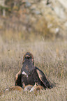 Golden Eagle with prey