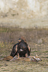 Golden Eagle with prey