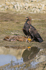 Golden Eagle with prey