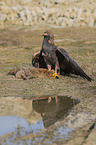 Golden Eagle with prey