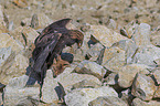 Golden Eagle with prey